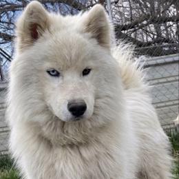 Kylo - Siberian Husky