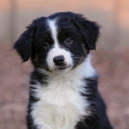 Colt - Black tri-color Australian Shepherd puppy in Buckeye, Arizona from Wranglin Aussies