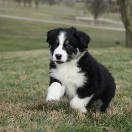 Domino - Black tri-color female Australian Shepherd puppy in Holmesville, Ohio from Coffee Run Spring at Miller Farms