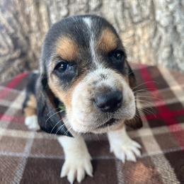 Light Green - Black brown and white female Basset Hound puppy in Hay Springs, Nebraska from Rain and Snow Bassets