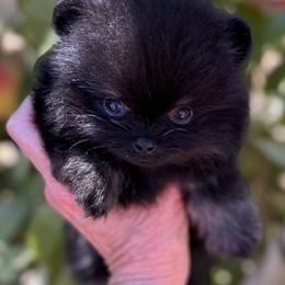 Mach 1 - Black and tan male Pomeranian puppy in Sacramento, California from M-J’s AKC Breeder of Merit of Show Pomeranians