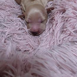 Fin - Cream male Dachshund puppy in Port Charlotte, Florida from Belinda's little darlings dachshunds