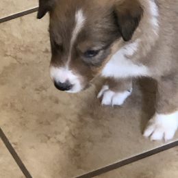 Border Collie Puppies from Burke BC’s