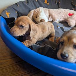 Costello - Dapple male Dachshund puppy in South Point, Ohio from Snuggle Bunny Dachshunds