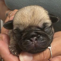 Pink Collar Girl - Fawn female Pug puppy in New Braunfels, Texas from Kex Pug Haus