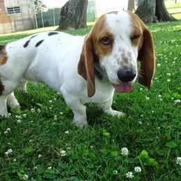 Basset Hounds from All Ears Bassets