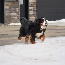 Charlotte - Black rust and white female Bernese Mountain Dog puppy in Dundee, Ohio from Steinhaus Dogs