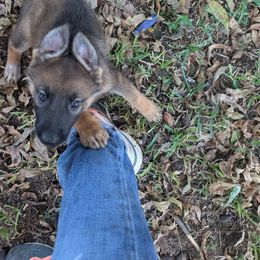 Girl 4 - Sable female German Shepherd puppy in Springtown, Texas from Odom's German Shepherds