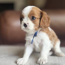 AKC Boy 1 - Blenheim male Cavalier King Charles Spaniel puppy in Pleasant Hill, Iowa from Harvest Creek