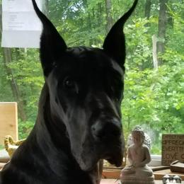 DALAI - Great Dane