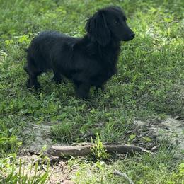 Bliss - Dachshund