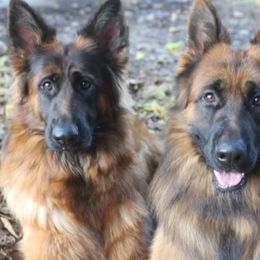 German Shepherds from Dr. Arturo Presas