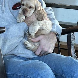 Cocker Spaniel Puppies from Cockers of Country Lane