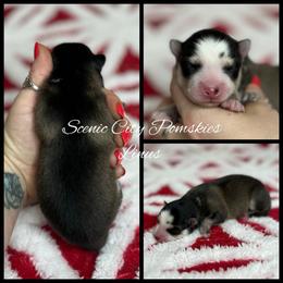 Linus - Silver and white male Pomsky puppy in Rossville, Georgia from Scenic City Pomskies