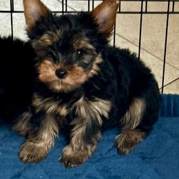 Yorkshire Terrier Puppies from TX Yorkies