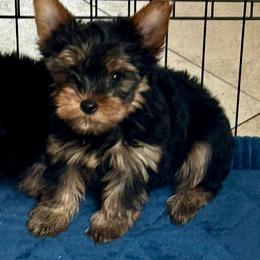 Yorkshire Terrier Puppies from TX Yorkies