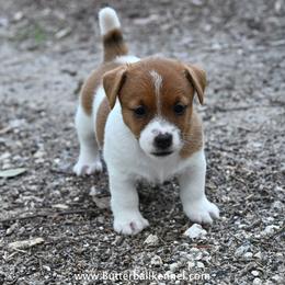 Lucille - White and tan female Russell Terrier puppy in Citra, Florida from Butterball Kennel