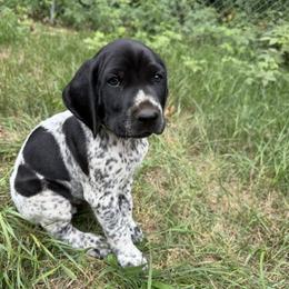 Boy 2 - male German Shorthaired Pointer puppy in Montague, Michigan from Temple Gun Dogs