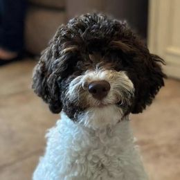 Knox - Poodle