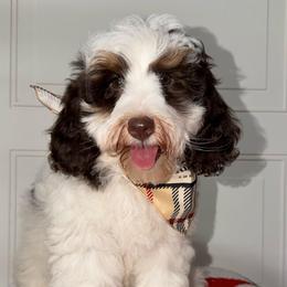 Monopoly - Tri Chocolate Parti - Tri-color male Australian Labradoodle puppy in Beecher, Illinois from Erica’s Doodles