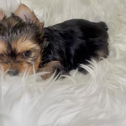 Lexi - Black and gold female Yorkshire Terrier puppy in Las Vegas, Nevada from Yorkiepupsntcups