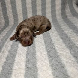 Dapple boy 2 - Dapple Dachshund puppy in Cabool, Missouri from Shannon Dachshunds
