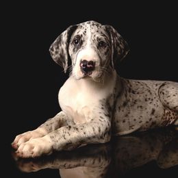 Puppy 4 - Mantle merle female Great Dane puppy in Ocala, Florida from Oak Haven Great Danes