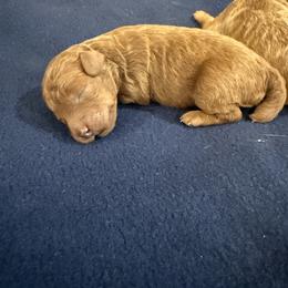 Ginger - Red  female Poodle puppy in Poth, Texas from Casa de Curls