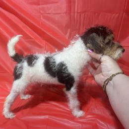 First-born Boy - White black and tan male Wire Fox Terrier puppy in Ennis, Texas from Syrayed Farm