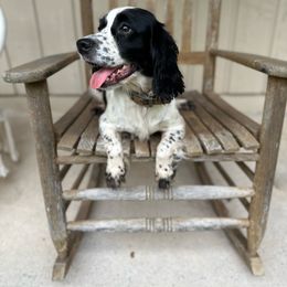 Sage - English Cocker Spaniel
