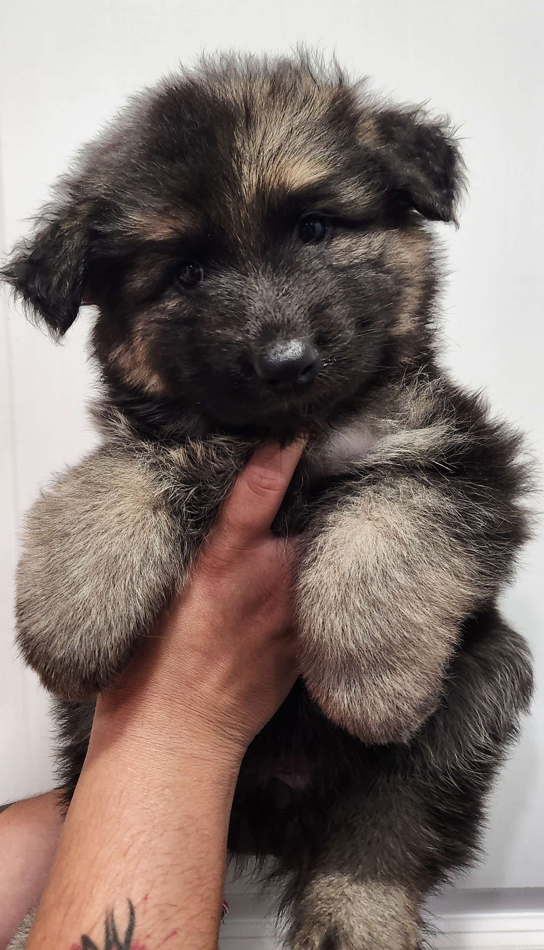 Girl 3 - Black and tan German Shepherd puppy in Ocala, Florida from Guardian Shepherds