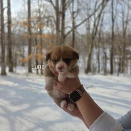 Luna - Red and white female American Corgi puppy in Centerville, Tennessee from Katerina's American Corgis