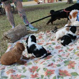 Cavalier King Charles Spaniel Puppies from Critter's Cottage Cavaliers