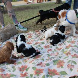 Cavalier King Charles Spaniel Puppies from Critter's Cottage Cavaliers