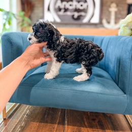 P e p p e r m i n t      (Teddy bear Poochon) - female Cavapoochon puppy in Hooper, Utah from Anchor Dogs