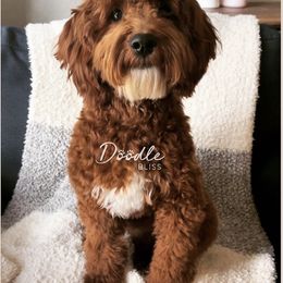 Benny - Goldendoodle