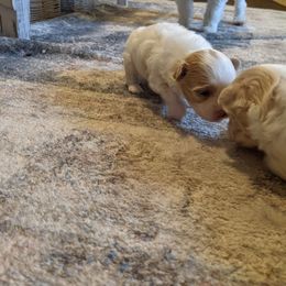 Maltese, Maltipoo, and Poodle Puppies from MountCarmelPuppies