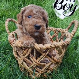 Goldendoodle Puppies from Lauralyn's Goldendoodles