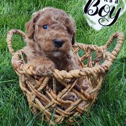 Goldendoodle Puppies from Lauralyn's Goldendoodles