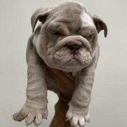 Tyson - Fawn and white male Bulldog puppy in California from Pawsh Poms