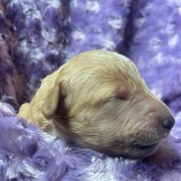 Red abstract female - Red female Bernedoodle puppy in Clarksville, Iowa from Iowa Heartland Doodles