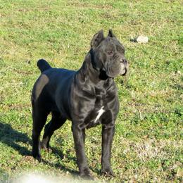 Kira - Cane Corso