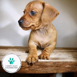 Dachshund Puppies from Yadkin Valley Dachshunds