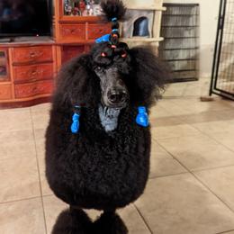 Nessie - Poodle