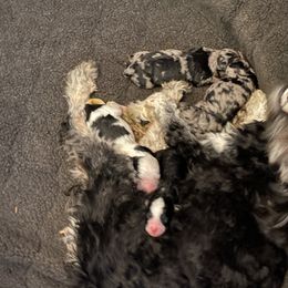 Aussiedoodle puppies from I Love Lucy's Doodles