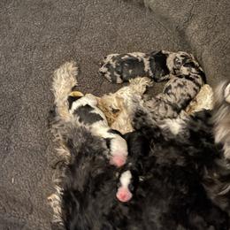 Aussiedoodle puppies from I Love Lucy's Doodles