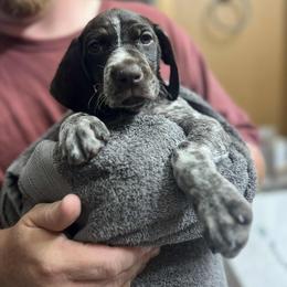 German Shorthaired Pointer Puppies from SmokePoint GSPs
