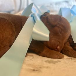 Black - Red  male Goldendoodle puppy in Grand Blanc, Michigan from Perry Farm Doodles