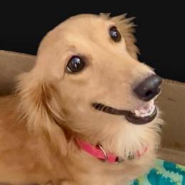 WILLA - Dachshund