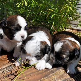 Chinese Shar-Pei and Shih Tzus from Sandy's Puppies
